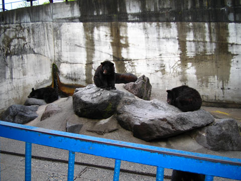 平湯温泉くま３