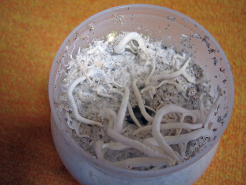 菌糸ビン