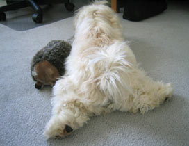 same butt