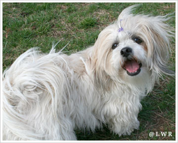 happy dog