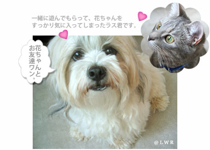 hana-chan