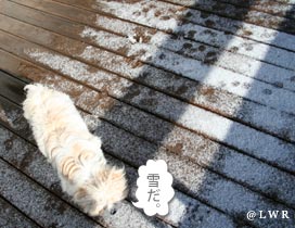 wow snow
