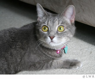 hana