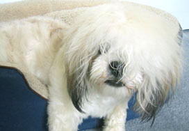 clean dog
