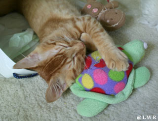 turtle cushion