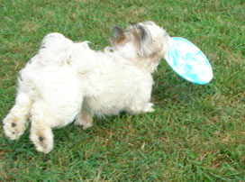 frisbee