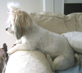 sofa 2