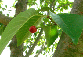 cherry