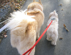 lets walk