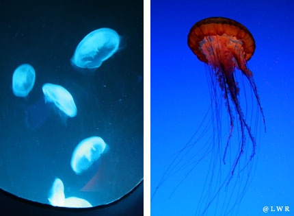 jellyfish