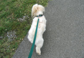 rusty walking