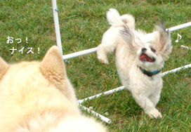 hurdle 5