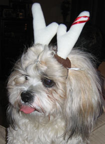 the other reindeer