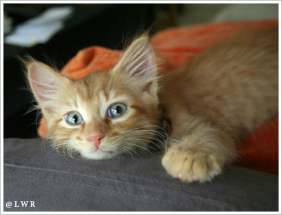 wild cat