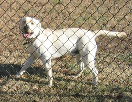 dog next door