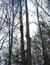 winter forrest