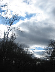 winter forrest