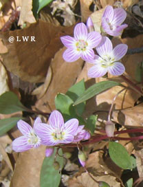 wild violets
