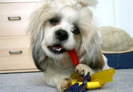 Brushing 3
