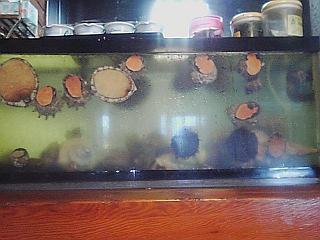 生簀にペタペタ