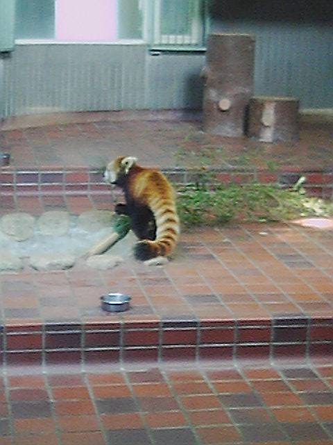 れっさーパンダ