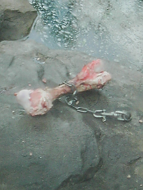 ライオンの食べた後