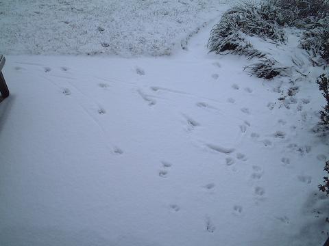 得体の知れない動物の足跡