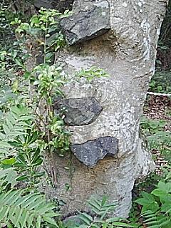 いし食いもちの木（連着寺）