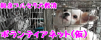 和泉市ブルセラ犬救済ボランティアネット