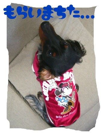 ミニーしゃんデビュー。