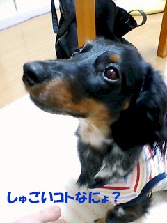 しゅごいコト？