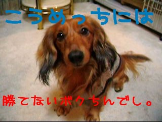 かてましぇん...