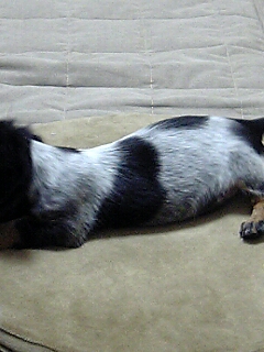 こんな模様だったの。