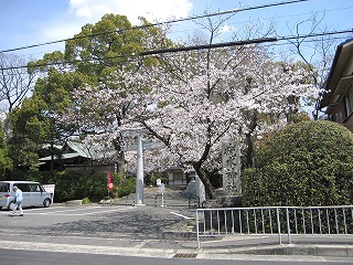 さくら　満開