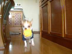 ピーちゃんとココア