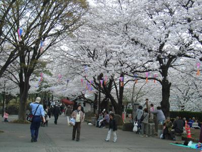 飛鳥山の桜１