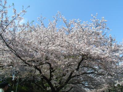 上野公園の桜２００９