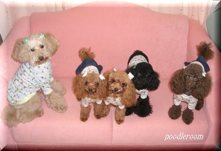poodleroom