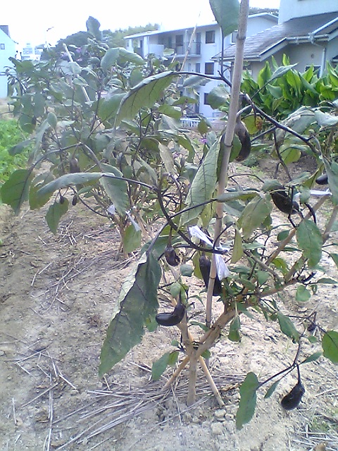 V4011418.JPG