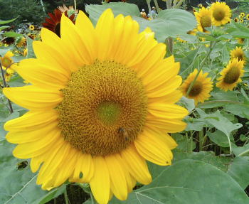 This is a sunflower.