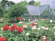 東京都薬用植物園