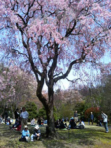 枝垂れ桜