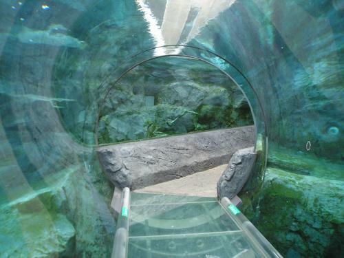 ペンギンの水槽の中の水中通路