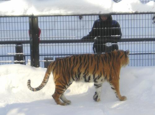 後を向いている虎