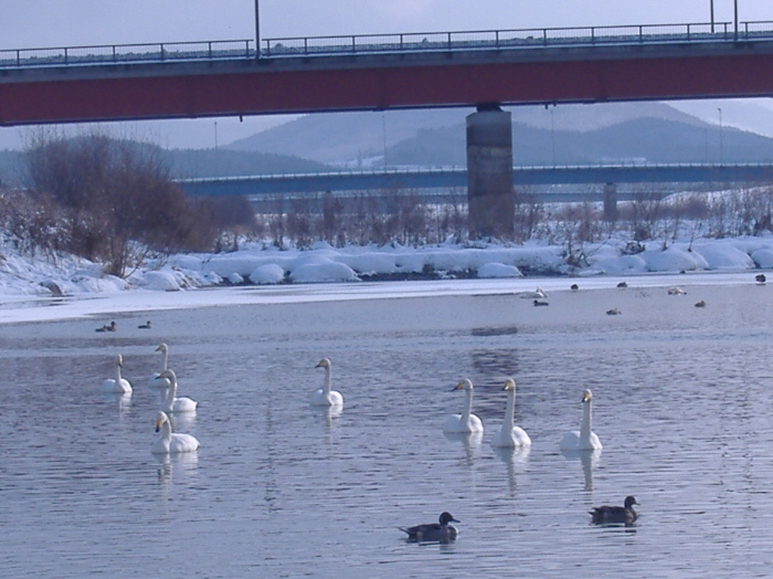 20070102-白鳥