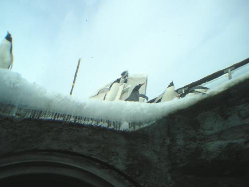 通路から見たペンギン