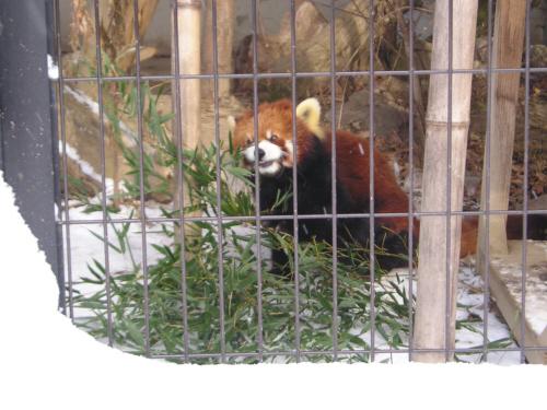 レッサーパンダ