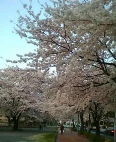 桜近所
