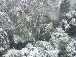 雪２