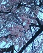 サイボク桜